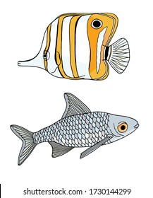 Tropical and river fish. Copperband Butterflyfish and common carp. Vector Chelmon rostratus fish. Hand drawn yellow beaked coralfish and carpio isolated on white background for kids, logo, design