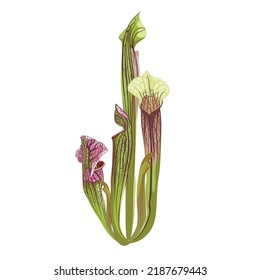 Tropical Sarracenia. Domestic Tropical Decorative plant Sarracenia with open trap. Graphic Design Elements Isolated on white Background. 