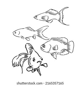 Tropical sea and aquarium fishes collection on white background. Set of freshwater and saldwater aquarium cartoon fishes. Varieties of ornamental popular fish in sketch line drawing style