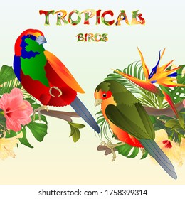 Tropical  seamless border  tropical birds Euplectes and tropical flowers Strelitzia  and  pink and yellow hibiscus palm,philodendron and ficus watercolor vintage vector illustration  editable hand 