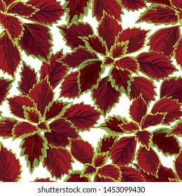 Tropical seamless pattern of coleus leaves background. Vector set of exotic tropical garden for holiday invitations, greeting card and fashion design.