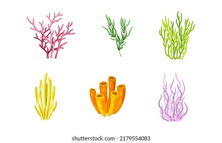Tropical seaweeds or algae set. Aquatic underwater flora vector illustration
