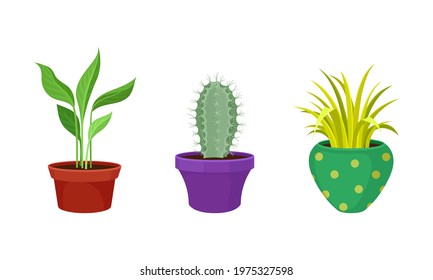 Tropical or Semi-tropical Houseplant Growing in Potting Soil in Ceramic Flowerpot Vector Set