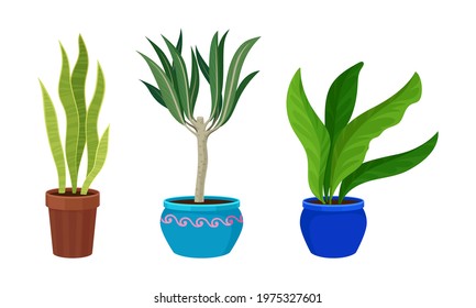 Tropical or Semi-tropical Houseplant Growing in Potting Soil in Ceramic Flowerpot Vector Set