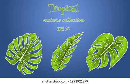 Tropical set with exotic carved palm leaves in cartoon style