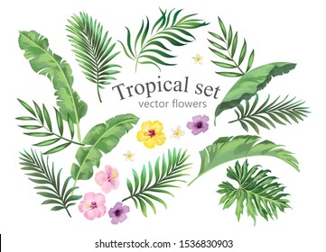 Tropical set with fowers and palm leaves. Vector collection of isolated elements. Exotic foliage.