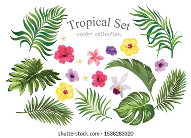 Tropical set with fowers and palm leaves. Vector collection of isolated elements. Exotic foliage. Summer isolated elements.