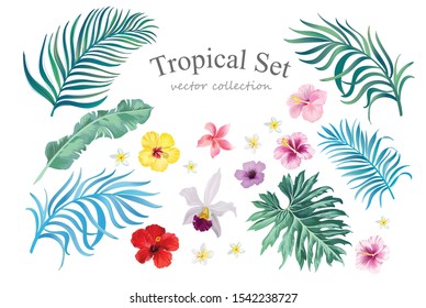 Tropical set with fowers and palm leaves. Vector collection of isolated elements. Exotic foliage.