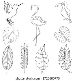tropical set with leaves and birds, simple outline exotic doodle illustration