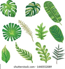 Tropical set leaves. Vector isolated elements on the white background.