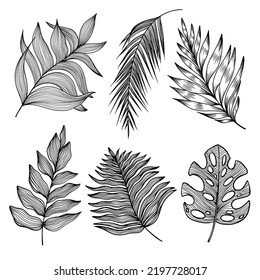 Tropical Set Linear Palm Leaf Fern Stock Vector (Royalty Free ...