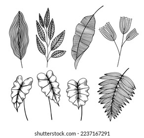 Tropical set with linear palm leaf, fern, alocasia, banana leaf. Black and white line art leaves with veins texture isolated on white background