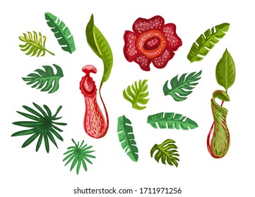 Tropisches Set. malaysische Pflanzen. Vektorillustration. Palmblätter und exotische Pflanzenblumen einzeln auf weißem Hintergrund