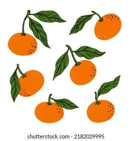 Tropical set orange mandarine and leaves. Hand drawn orange tangerine isolated on white background. for fabric, drawing labels, print, wallpaper of children's room, fruit background