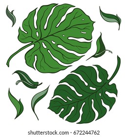 Tropical Set. Palm leaves. Hand drawn vector illustration on White background