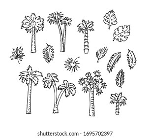 Tropical set. Palm tree isolated on white background, hand drawn palm leaves. Summer design elements. Sketch line vector illustration