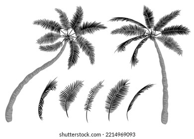 Tropisches Set mit Palmen und Palmenblättern. Umrisszeichnung, schwarze Silhouette, handgezeichnet flacher Stil. Kokospalmen, Design-Element. Vektorgrafik einzeln auf weißem Hintergrund