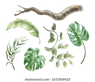 Tropical set of plants, watercolor. Palm branches, monstera, liana, banana leaf, branch. Hand drawn vector illustration. For banners, cards, invitations, posters, labels.