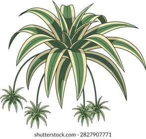 Tropical Spider Plant with Hanging Pups Vector Illustration