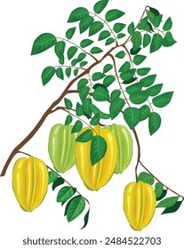 tropical star fruit with leaves branches