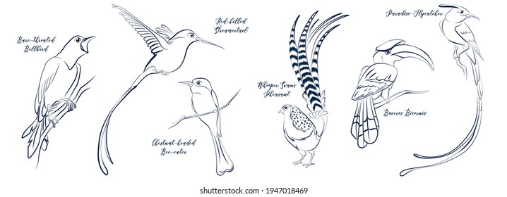 Tropical stylised birds lineart sketch set. Whooper swans pheasant, buceros bicornis great hornbill, asian paradise flycatcher Red billed Streamertail Chestnut-headed bee-eater bare throated bellbird 