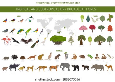 Tropical And Subtropical Dry Broadleaf Forest Biome, Natural Region Infographic. Seasonal Forests. Animals, Birds And Vegetations Ecosystem Design Set. Vector Illustration