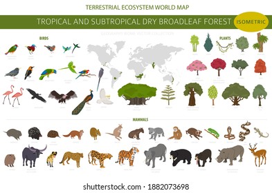 Tropical and subtropical dry broadleaf forest biome, natural region infographic. Seasonal forests. Animals, birds and vegetations ecosystem isometric 3d design set. Vector illustration