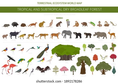 Tropical and subtropical dry broadleaf forest biome, natural region infographic. Seasonal forests. Animals, birds and vegetations ecosystem design set. Vector illustration