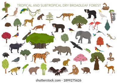 森の動物 の画像 写真素材 ベクター画像 Shutterstock