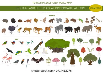 Tropical and subtropical dry broadleaf forest biome, natural region infographic. Seasonal forests. Animals, birds and vegetations ecosystem isometric 3d design set. Vector illustration svg