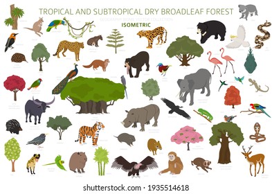 Tropical and subtropical dry broadleaf forest biome, natural region infographic. Seasonal forests. Animals, birds and vegetations ecosystem isometric 3d design set. Vector illustration