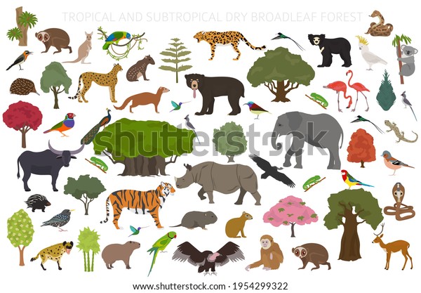 Tropical and\
subtropical dry broadleaf forest biome, natural region infographic.\
Seasonal forests. Animals, birds and vegetations ecosystem design\
set. Vector\
illustration