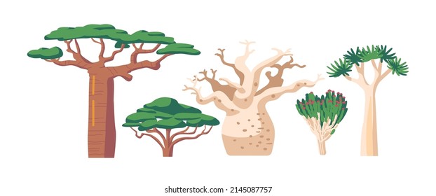 Tropical and Subtropical Rainforest Biome, African Vegetation Baobab or Adansonia, Quiver Tree or Aloidendron Dichotomum, Acacia and Tulip Tree or Spathodea Campanulata. Cartoon Vector Illustration svg