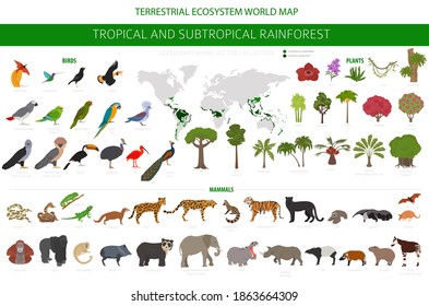 Tropical and subtropical rainforest biome, natural region infographic. Amazonian, African, asian, australian rainforests. Animals, birds and vegetations ecosystem design set. Vector illustration svg