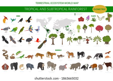 Tropical and subtropical rainforest biome, natural region infographic. Amazonian, African, asian, australian rainforests. Animals, birds and vegetations ecosystem 3d isometric design set. Vector illus svg