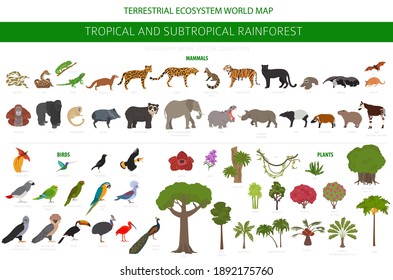 Tropical And Subtropical Rainforest Biome, Natural Region Infographic. Amazonian, African, Asian, Australian Rainforests. Animals, Birds And Vegetations Ecosystem Design Set. Vector Illustration