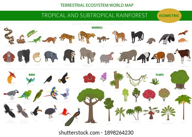 Tropical and subtropical rainforest biome, natural region infographic. Amazonian, African, asian, australian rainforests. Animals, birds and vegetations ecosystem 3d isometric design set. Vector illus