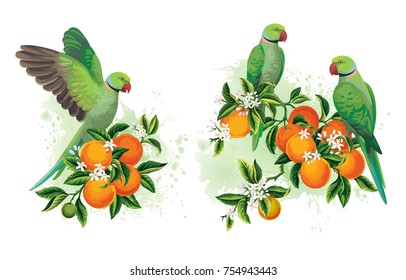 Tropical summer arrangements with parrots and orange tree. Vector illustration.