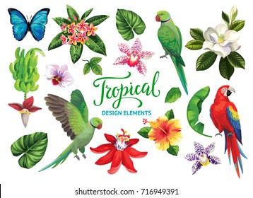 Tropical summer collection: exotic flowers, leaves and parrots. Vector isolated elements on the white background.