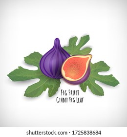 Tropical summer composition with fig leaves and fig fruits. Lettering Fig Fruit, Giant Fig Leaf . Elements for web design or print on vignette background. Vector illustration.
