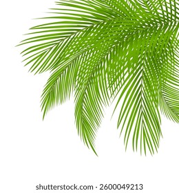 Tropical summer green coconut palm leaves, corner decoration, border design