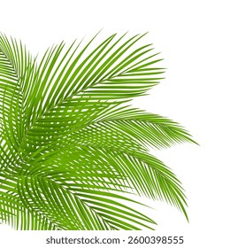 Tropical summer green coconut palm leaves, corner decoration, border design