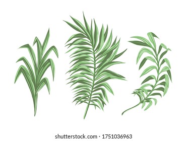 Tropical Summer leaves collection elements on white background Vector isolated