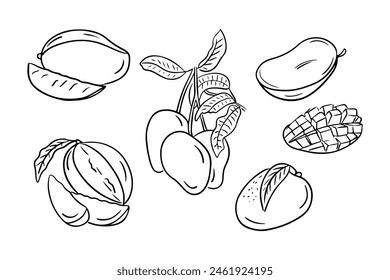 Tropical summer mango drawings in hand drawn doodle style. Monochrome vector contour sketchy illustration of sweet fruits on white background. Ideal for coloring pages, tattoo, pattern
