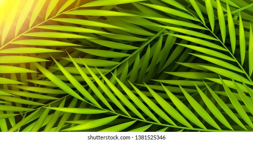 tropical summer palm tree background