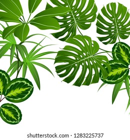 Tropical summer pattern with exotic green leaves calatheas and monsteras.