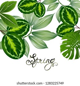 Tropical summer pattern with exotic green leaves calatheas and monsteras.