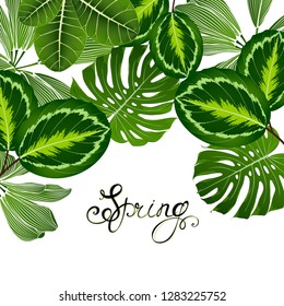 Tropical summer pattern with exotic green leaves calatheas and monsteras.