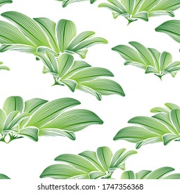 Tropical summer pattern and frame with exotic green leaves calatheas and monsteras.