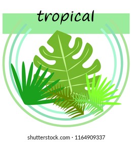 tropical summer tropical plant vector background